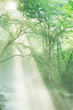 eco - Sonnenstrahlen im Wald Stockbilder - Lizenzpflichtiges, Bildnummer: 859-03039786