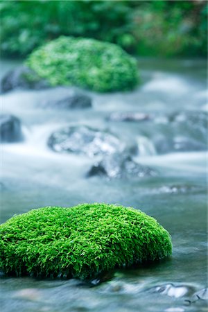 rock moss river - River with Mossy Rocks Stock Photo - Rights-Managed, Code: 859-03039799