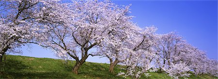 Niigata Prefecture,Okozu-bunsui Foto de stock - Con derechos protegidos, Código: 859-03039827