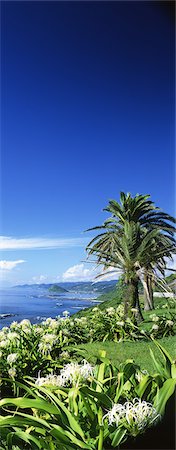 Coastal flora and sea Stock Photo - Rights-Managed, Code: 859-03039834