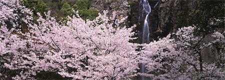 flowers waterfall - Kagawa Prefecture Toyonaka-cho Stock Photo - Rights-Managed, Code: 859-03039832