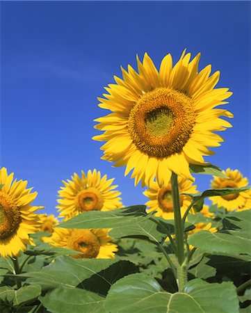 Giant sunflowers Foto de stock - Con derechos protegidos, Código: 859-03039920
