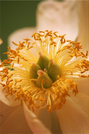 simsearch:859-03040039,k - Yellow Flower Foto de stock - Con derechos protegidos, Código: 859-03040001