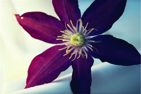 Clematis Foto de stock - Con derechos protegidos, Código: 859-03040013