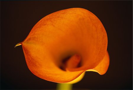 Calla Lily Foto de stock - Con derechos protegidos, Código: 859-03040053