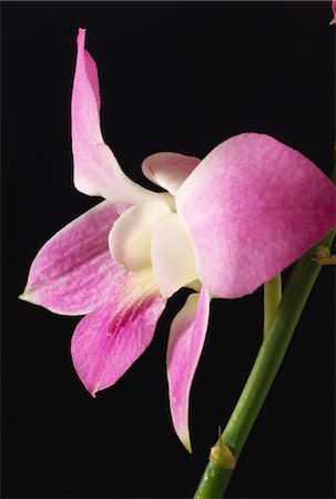 flower on black background - Orchid Photographie de stock - Rights-Managed, Code: 859-03040082