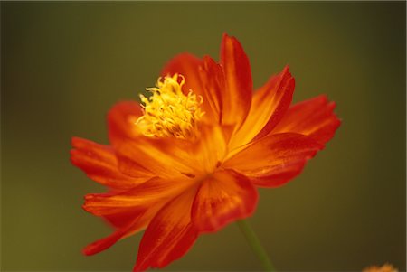 simsearch:859-03040039,k - Orange Flower Foto de stock - Con derechos protegidos, Código: 859-03040095