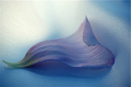 Flower Stock Photo - Rights-Managed, Code: 859-03040109