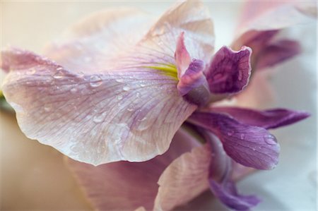 simsearch:859-03040039,k - Light Violet Flower Foto de stock - Con derechos protegidos, Código: 859-03040124