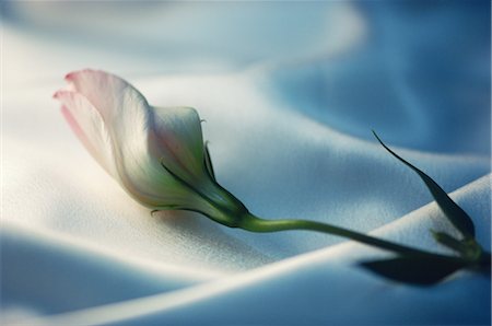 flower cloth texture - Russell Prairie Gentian on White Cloth Stock Photo - Rights-Managed, Code: 859-03040129