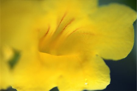 simsearch:859-03040039,k - Yellow Flower Foto de stock - Con derechos protegidos, Código: 859-03040136