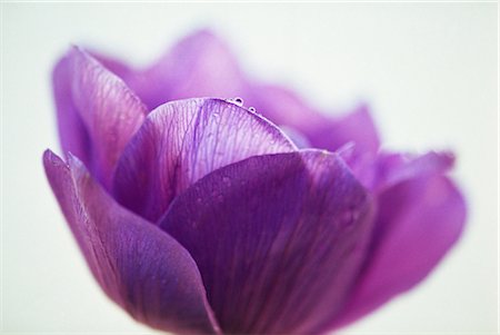 simsearch:859-03040039,k - Purple Flower Foto de stock - Con derechos protegidos, Código: 859-03040130