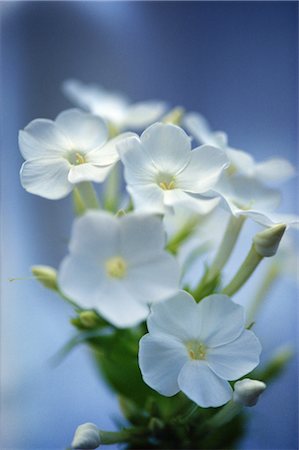 simsearch:859-03040039,k - White Flowers Foto de stock - Con derechos protegidos, Código: 859-03040132
