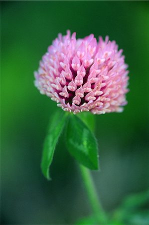 simsearch:859-03040039,k - Red Clover Foto de stock - Con derechos protegidos, Código: 859-03040147