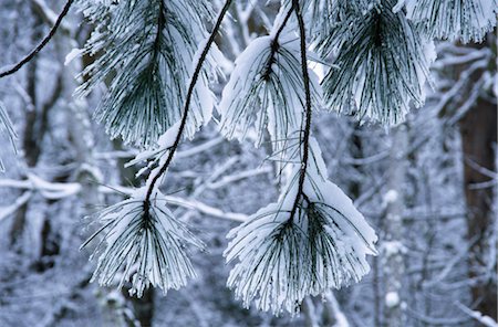 pine branch - Ice covered pine tree branches Stock Photo - Rights-Managed, Code: 859-03040185