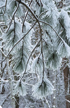 pine branch - Ice covered pine tree branches Stock Photo - Rights-Managed, Code: 859-03040186