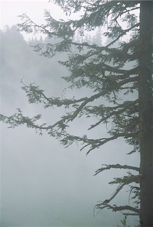 pine branch - Foggy forest Stock Photo - Rights-Managed, Code: 859-03040201