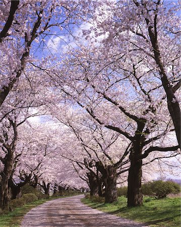 Iwate Prefecture Northing city park exhibition Katsuchi Foto de stock - Con derechos protegidos, Código: 859-03040245