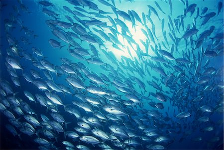 fresh blue fish - Ocean Scene Stock Photo - Rights-Managed, Code: 859-03040327