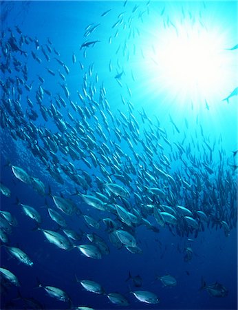 shoal (group of marine animals) - Ocean Scene Stock Photo - Rights-Managed, Code: 859-03040329