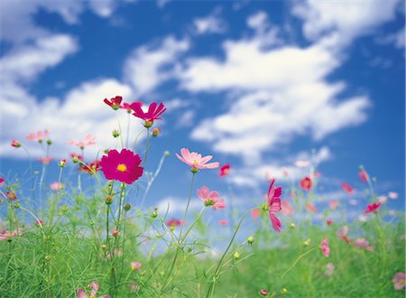 Field of Flowers Stock Photo - Rights-Managed, Code: 859-03040442