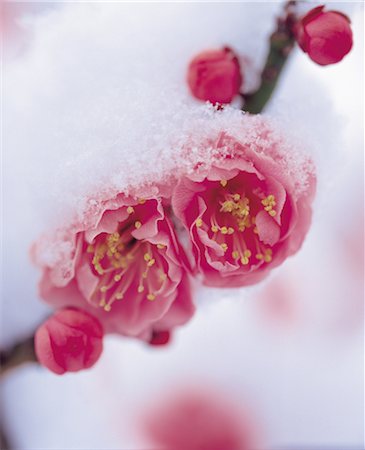 pictures of beautiful flowers in snow - Nature,Plants Stock Photo - Rights-Managed, Code: 859-03040605