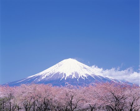 sakura tree scene - Mt. Fuji Stock Photo - Rights-Managed, Code: 859-03040663