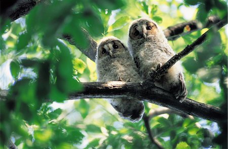 Owls, Stock Photo - Rights-Managed, Code: 859-03040693