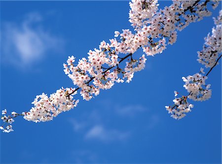 simsearch:859-03040866,k - Cherry blossoms Stock Photo - Rights-Managed, Code: 859-03040862
