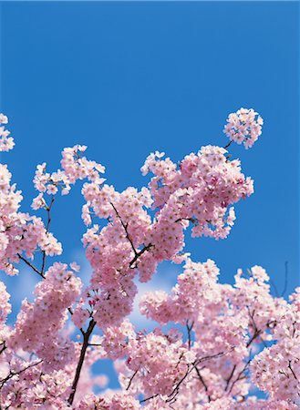 simsearch:859-03040866,k - Cherry blossoms Stock Photo - Rights-Managed, Code: 859-03040863