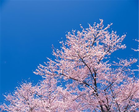 simsearch:859-03040866,k - Cherry blossoms Stock Photo - Rights-Managed, Code: 859-03040875