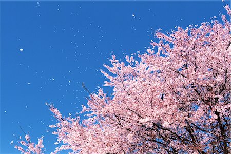 sakura tree scene - Cherry blossoms Stock Photo - Rights-Managed, Code: 859-03040877