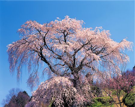 simsearch:859-03040866,k - Trees in bloom Stock Photo - Rights-Managed, Code: 859-03040965