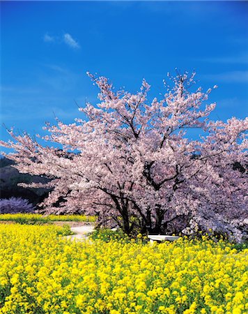 simsearch:859-03040866,k - Tree in bloom Stock Photo - Rights-Managed, Code: 859-03040974