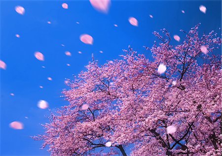 simsearch:859-03040866,k - Cherry blossoms in the wind Stock Photo - Rights-Managed, Code: 859-03040991