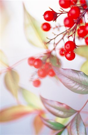 simsearch:859-06405011,k - A Stem Of Nandina Berries Foto de stock - Con derechos protegidos, Código: 859-03041145