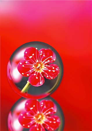 Nahaufnahme der Plum Red Flower Stockbilder - Lizenzpflichtiges, Bildnummer: 859-03041142