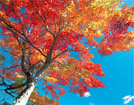 Herbst-Szene mit rote Blätter Stockbilder - Lizenzpflichtiges, Bildnummer: 859-03041228