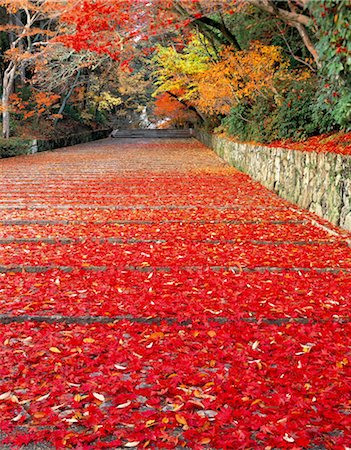 Herbst-Szene mit rote Blätter Stockbilder - Lizenzpflichtiges, Bildnummer: 859-03041231