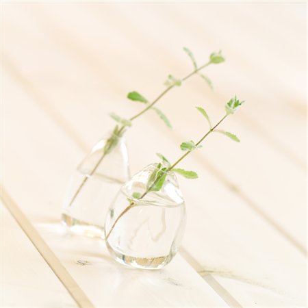 simsearch:859-03041575,k - Deux plantes vertes dans le Vase en verre Photographie de stock - Rights-Managed, Code: 859-03041264
