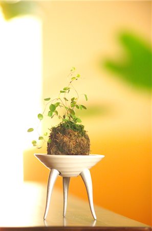 simsearch:859-03041575,k - Kokedama Bonsai Photographie de stock - Rights-Managed, Code: 859-03041262