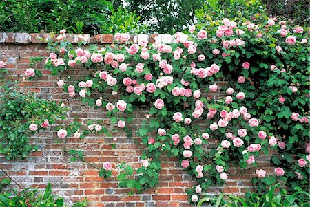 Brick Wall Covered With Pink Roses Stock Photo - Rights-Managed, Code: 859-03041459