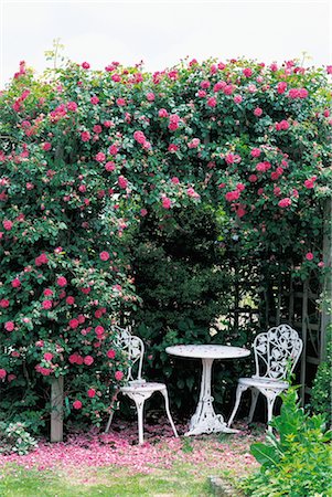 simsearch:859-03041462,k - Pink Climbing Roses Over White Table And Chairs Stock Photo - Rights-Managed, Code: 859-03041466