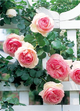 simsearch:859-03041462,k - Pink Roses Growing Over A White Fence Stock Photo - Rights-Managed, Code: 859-03041461
