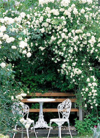 simsearch:859-03041504,k - White Climbing Roses In A Garden Stock Photo - Rights-Managed, Code: 859-03041462