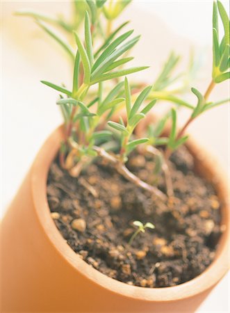 simsearch:859-03041327,k - Rosemary In A Ceramic Pot Stock Photo - Rights-Managed, Code: 859-03041486