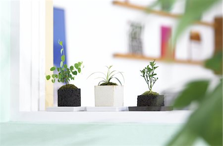 simsearch:859-03041327,k - Small House Plants On Window Sill Stock Photo - Rights-Managed, Code: 859-03041495