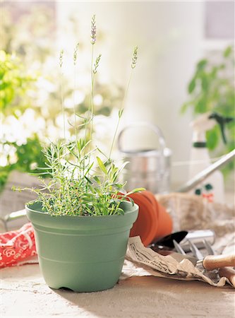 Potted Lavender Stock Photo - Rights-Managed, Code: 859-03041497