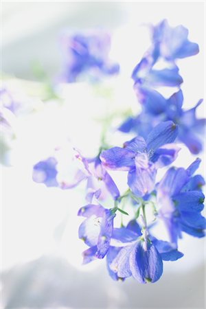 simsearch:859-03041558,k - Close-Up Of Blue Flowers Stock Photo - Rights-Managed, Code: 859-03041504