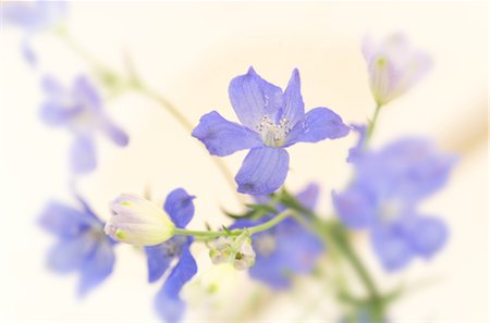 simsearch:859-03041558,k - Close-Up Of Blue Flowers Stock Photo - Rights-Managed, Code: 859-03041507